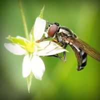 /album/amifiteani/photolia-a02-jpg/