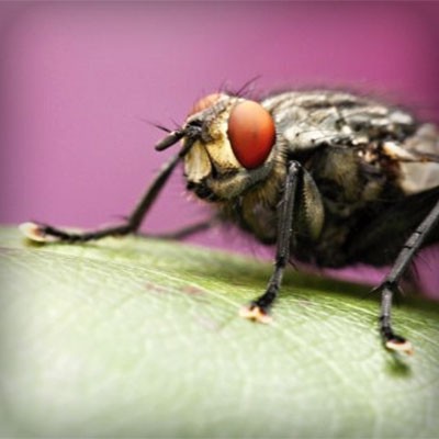 mouche